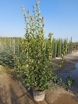 Photinia fraseri ‘Red Robin’ C10 100-125cm t/m C50 200-250cm