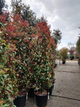 Photinia fraseri ‘Red Robin’ C10 100-125cm t/m C50 200-250cm