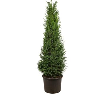 Taxus baccata pot C20 150-175cm
