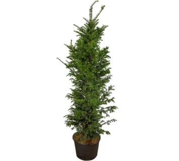 Taxus baccata pot C20 125/150cm
