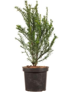 Taxus baccata pot C3 40/50cm