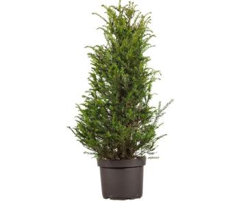 Taxus baccata pot C5 80/100cm