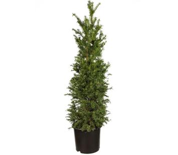 Taxus baccata pot C20 100/125cm