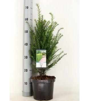 Taxus baccata pot C3 50/60cm