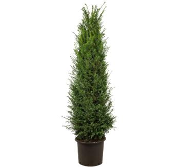 Taxus baccata pot C35 175-200cm