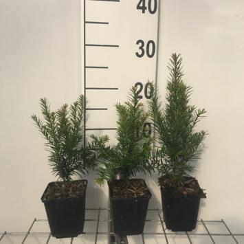 Taxus p9