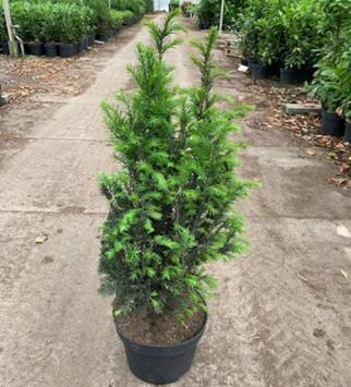 Taxus baccata pot C5 60/80cm